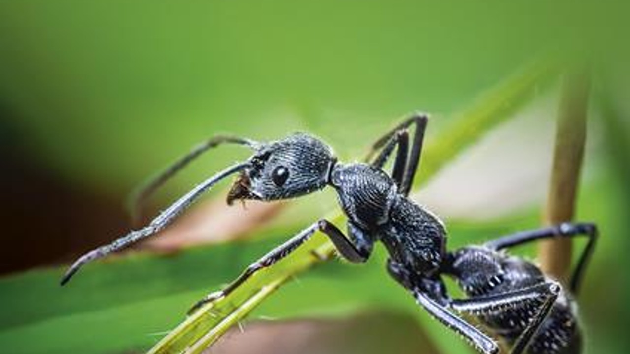 Il signore delle formiche